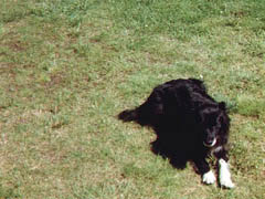 Bonnie Dog
